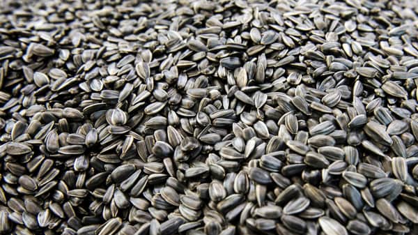 تصویر 4 از قیمت تخمه آفتابگردان کیسه ای + خرید باور نکردنی